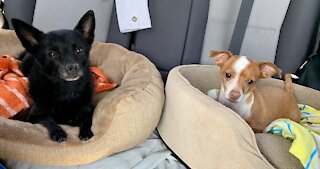 Multi-rescue adoption event planned for next week