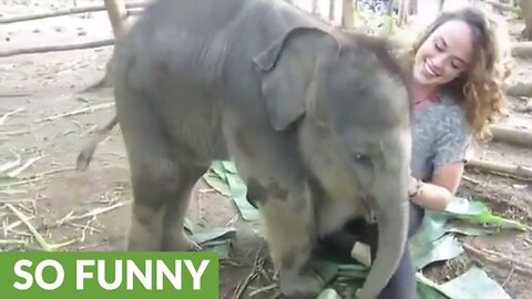 Baby Elephant Wan Mai Outing - ElephantNews