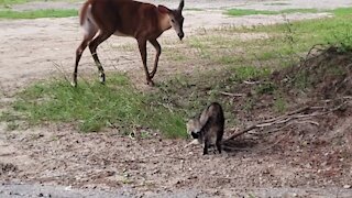 Deer completely curious about cat's business