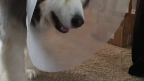 Malamute has intense sneezing fit