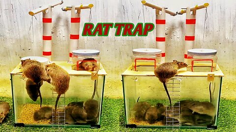 Very nice rat trap 🥱🥱 Funny animals 🤣🤣 Pets, Cats, kittens, dogs, puppies videos☺️☺️