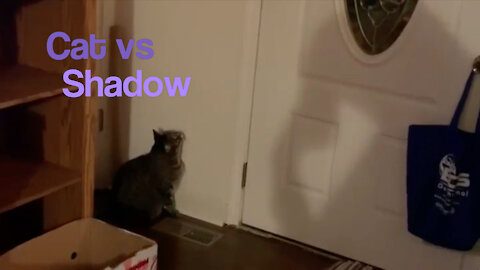Cat vs. Shadow - Starring Zeus the Cat