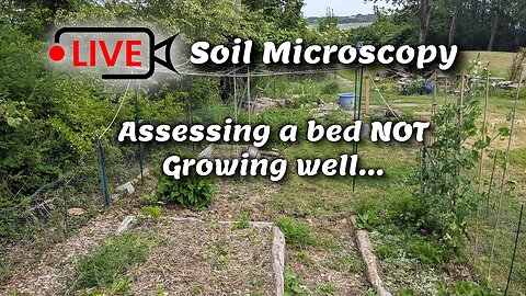 Live Soil Microscopy - Assessing a bed Not growing well... and showing my Lab test.