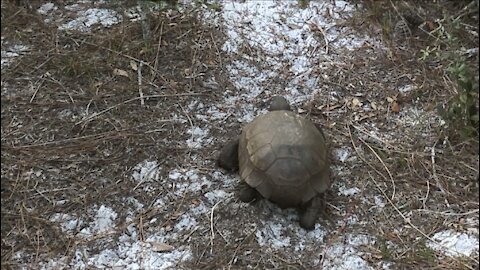 Gopher Tortoise Walking to its Burrow