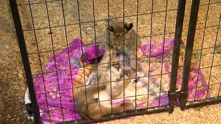 Video: Stolen Lynx kittens returned to zoo