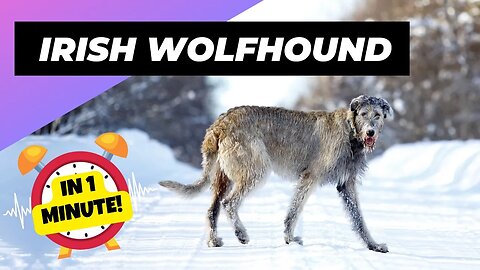 Irish Wolfhound - In 1 Minute! 🐶 One Of The Biggest Dog Breeds In The World | 1 Minute Animals