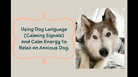 Help Calm a Dog Using Their Language