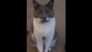 Cat stop ddrinking when hes told to pay the water bill