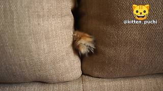 Cat humorously sticks paw through couch pillows