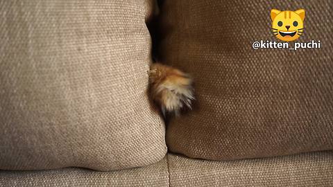 Cat humorously sticks paw through couch pillows