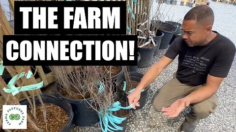 Where To Get Bare Root Trees Right Now!