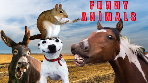 Funny Animals Caught on Camera - Funny Animal Videos