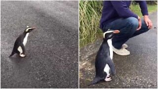 Vänlig pingvin vill hälsa på människor
