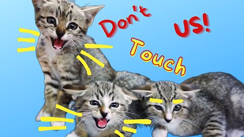 Tiny Cute Kittens Hissing and Spitting | Adorable Cute Kittens Cats