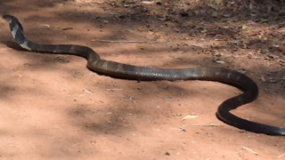 Very very big Snake Release from bag on the Road near Forest