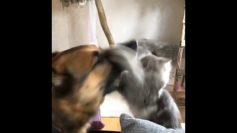 Cat fights German Shepherd in the sweetest way
