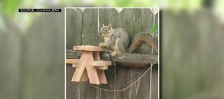 Man making picnic tables for squirrels