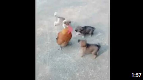 Chicken VS Dog Fight - Funny Dog Fight Videos