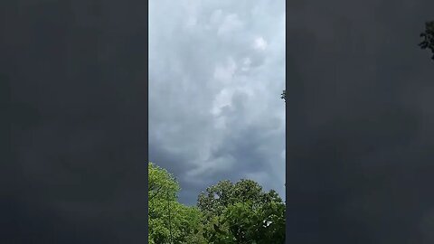 tree and sky panoramic