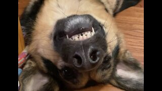 Cute German Shepherd - Dog Talking Back and Teef Smile