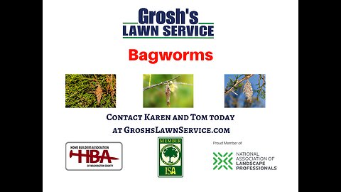 Bagworms Williamsport Maryland Tree Shrub Care Washington County Maryland