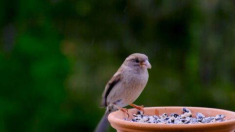 A cute bird eat some food