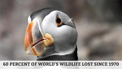 60 Percent of World's Wildlife Lost Since 1970