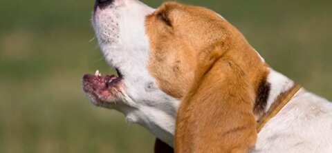 Top 10 Barking Sound dog # Funny dog