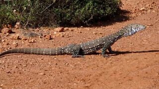 Giant lizard attempts bank heist