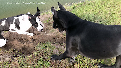 Great Danes Get Caught Digging A Huge Hole