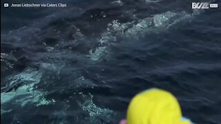 Baleias amigáveis brincam junto a barco de turistas