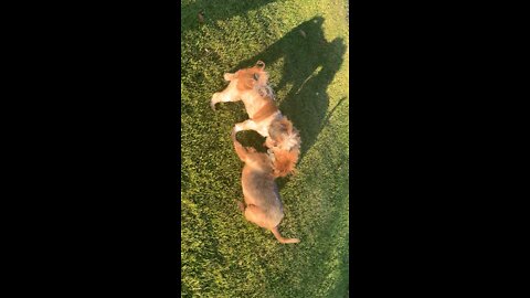 Jack and zoey playing in the grass