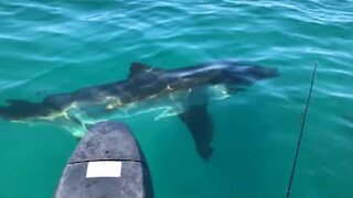 Tubarão-branco ronda barco de pescadores australianos