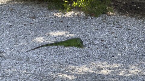 Iguana On Sanibel Island, FL 4K (Widescreen)