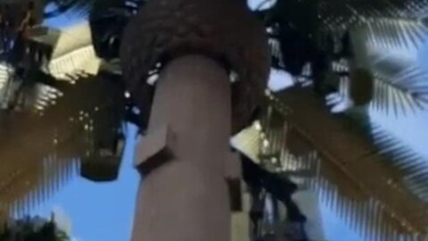 4G/5G - DEAD BEES AROUND THE ANTENNA DISGUISED AS PALM TREE CALIFORNIA