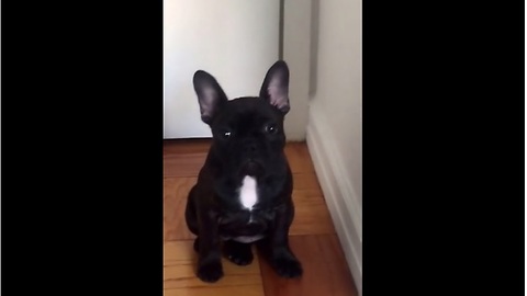 Guilty puppy confronted with her crime