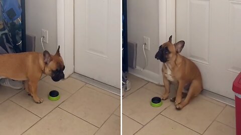Frustrated bulldog desperately wants to go outside