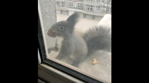 This little guy always bring dried seed to trade for some nuts