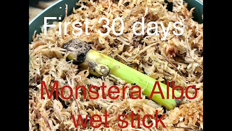 WET STICK 30 DAY GROTH MONSTERA ALBO WETSTICK PROPAGATION TIME STEM CUTTING HOW TO GROW PROPAGATE