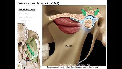 Infratemporal fossa