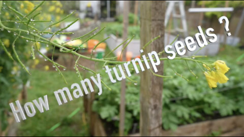 Counting turnip seeds in the making