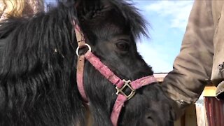 CBD oil donation will hopefully help horses at Rocky Mountain Horse Rescue in their recovery