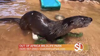 Out of Africa Wildlife Park: Meet Totter the Otter!