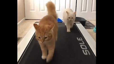 cute and funny cats