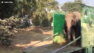 Elefant reddes efter 40 år i fangeskab