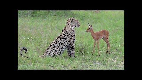 Ncredible footage of leopard behaviour during impala kill - Sabi Sand Game Reserve, South Africa
