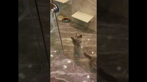 Cute cat dance