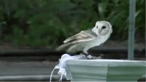 Owl flies down aisle to deliver wedding rings