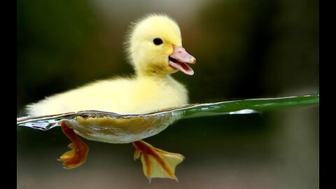 Cute and Funny Duck running ! Duck Video to Make You laugh 😃