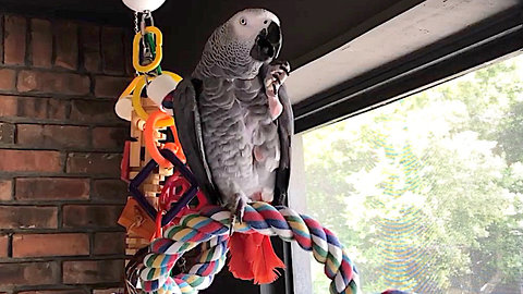 Talking parrot plans out lovely dinner buffet